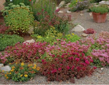 Xeriscaping - replacing water hungry plants with drought-resistant ones!